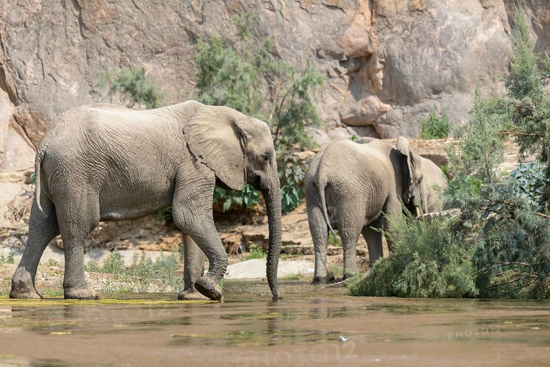 Desert elephants (Loxodonta africana) in the Hoarusib dry river, Kaokoveld, Kunene region, Namibia, Africa