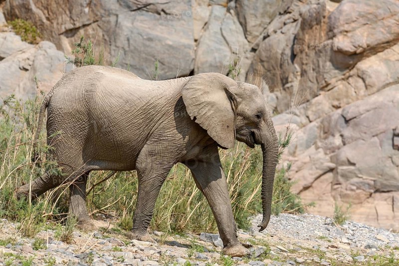 Desert elephant (Loxodonta africana) in the Hoarusib dry river, Kaokoveld, Kunene region, Namibia, Africa