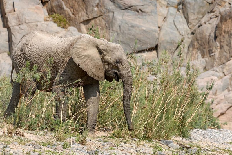Desert elephant (Loxodonta africana) in the Hoarusib dry river, Kaokoveld, Kunene region, Namibia, Africa