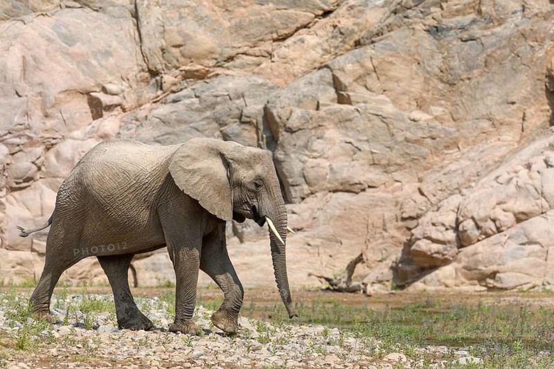 Desert elephant (Loxodonta africana) in the Hoarusib dry river, Kaokoveld, Kunene region, Namibia, Africa