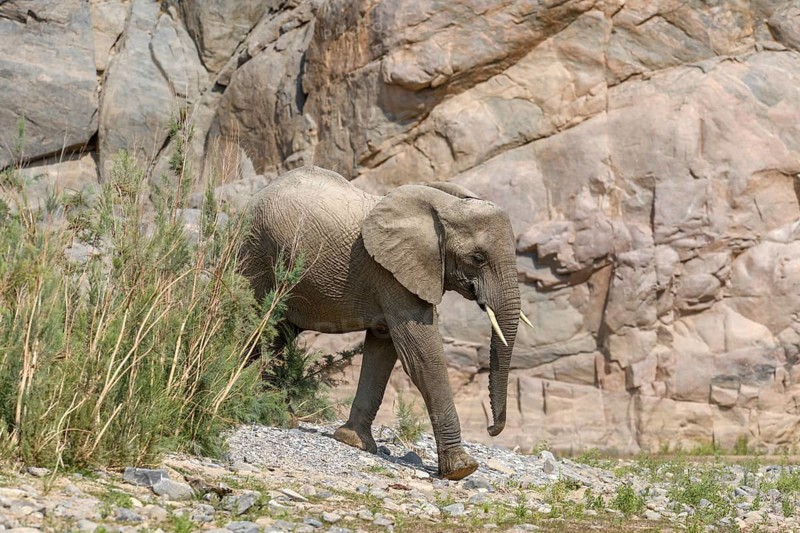 Desert elephant (Loxodonta africana) in the Hoarusib dry river, Kaokoveld, Kunene region, Namibia, Africa