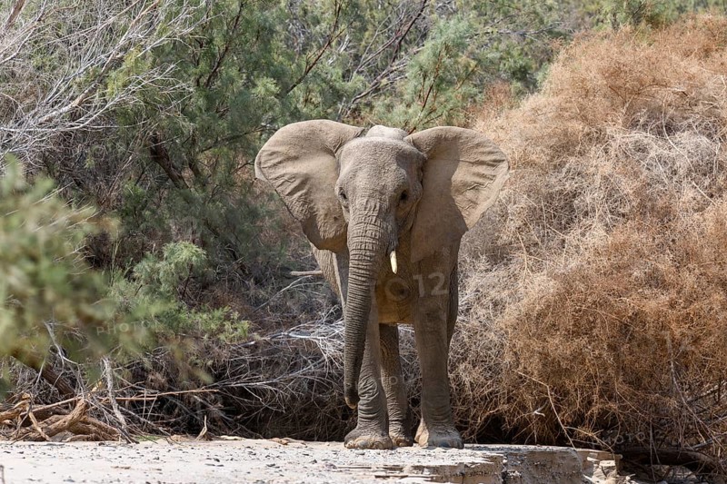 Desert elephant (Loxodonta africana) in the Hoarusib dry river, Kaokoveld, Kunene region, Namibia, Africa
