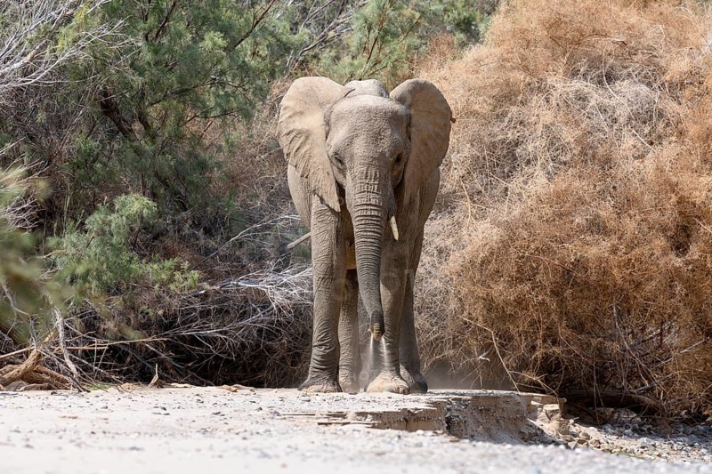 Desert elephant (Loxodonta africana) in the Hoarusib dry river, Kaokoveld, Kunene region, Namibia, Africa