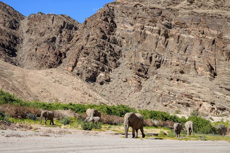 Desert elephants (Loxodonta africana) in the Hoanib dry river, Kaokoveld, Kunene region, Namibia, Africa