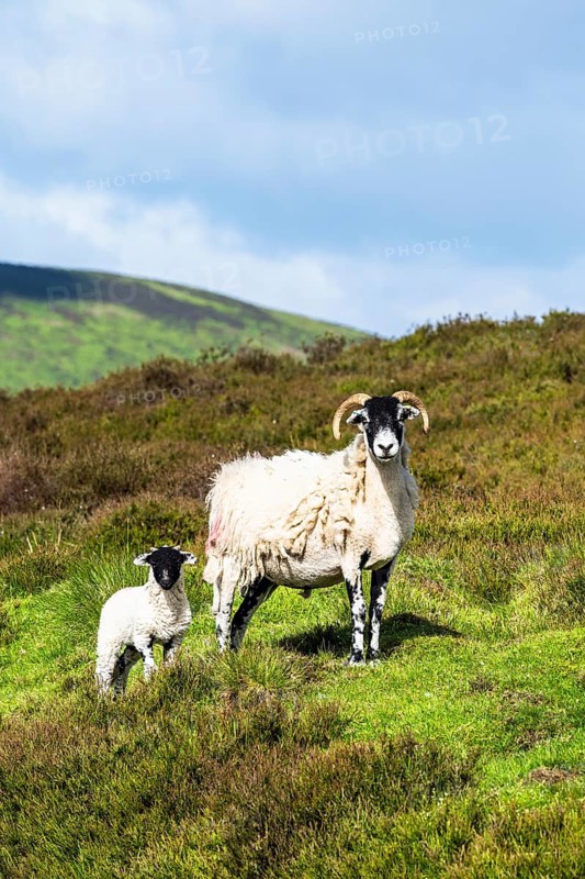 Sheeps in North York Moors National Park, Yorkshire, England, United Kingdom, Europe