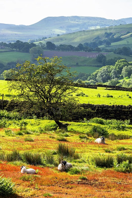 Farms and Sheeps in North York Moors National Park, Yorkshire, England, United Kingdom, Europe