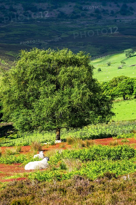 Farms and Sheeps in North York Moors National Park, Yorkshire, England, United Kingdom, Europe