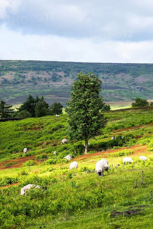 Farms and Sheeps in North York Moors National Park, Yorkshire, England, United Kingdom, Europe
