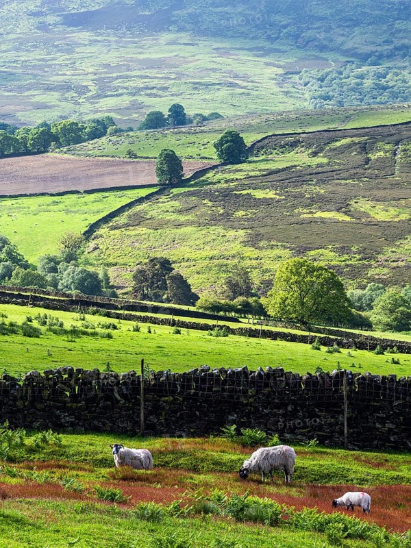 Farms and Sheeps in North York Moors National Park, Yorkshire, England, United Kingdom, Europe