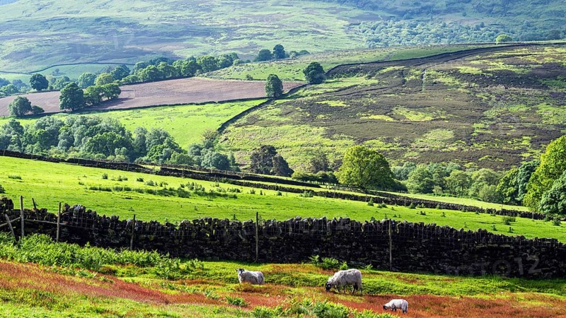 Farms and Sheeps in North York Moors National Park, Yorkshire, England, United Kingdom, Europe