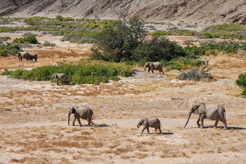 Desert elephants (Loxodonta africana) in the Hoanib dry river, Kaokoveld, Kunene region, Namibia, Africa