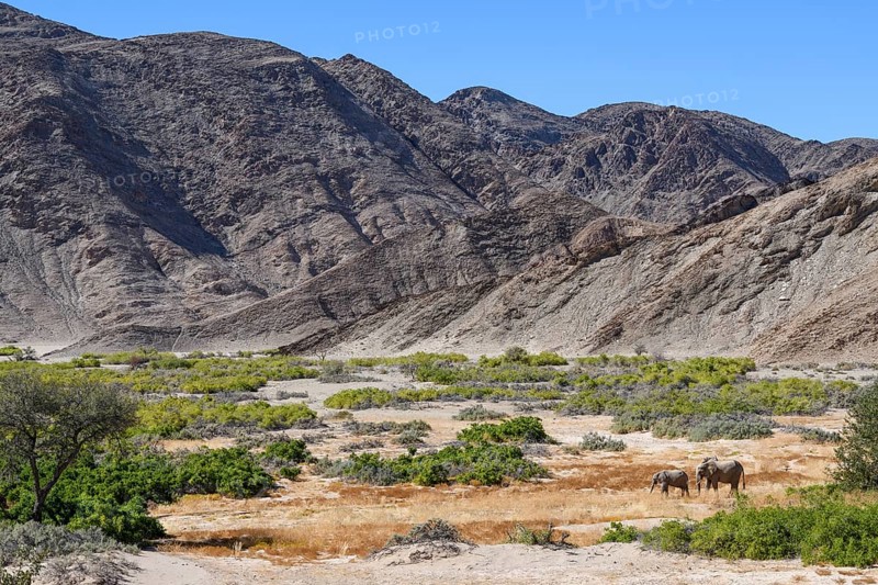 Desert elephants (Loxodonta africana) in the Hoanib dry river, Kaokoveld, Kunene region, Namibia, Africa