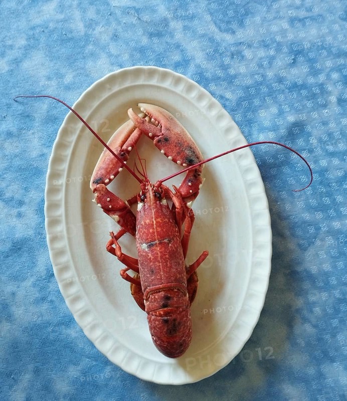 Lobster cooked in a white dish