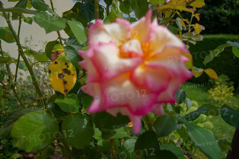 Black spot disease (Diplocarpon rosae), rose plant, rose disease, tubular fungus, fungal disease, black spot disease, garden, Schwäbisch Hall, Hohenlohe, Heilbronn-Franken, Baden-Württemberg, Germany, Europe