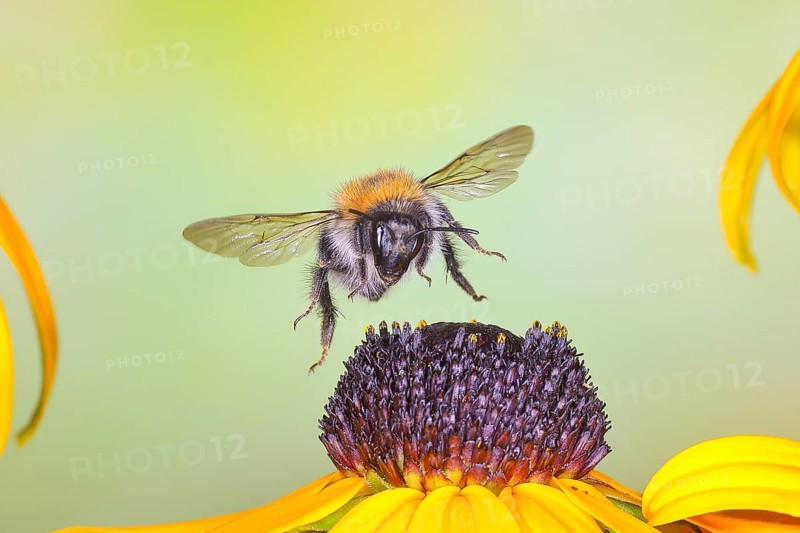 Common carder-bee (Bombus pascuorum), in flight, highspeed nature photo, above yellow coneflower (Rudbeckia fulgida), wildlife, insects, bumblebees, Siegerland, North Rhine-Westphalia, Germany, Europe