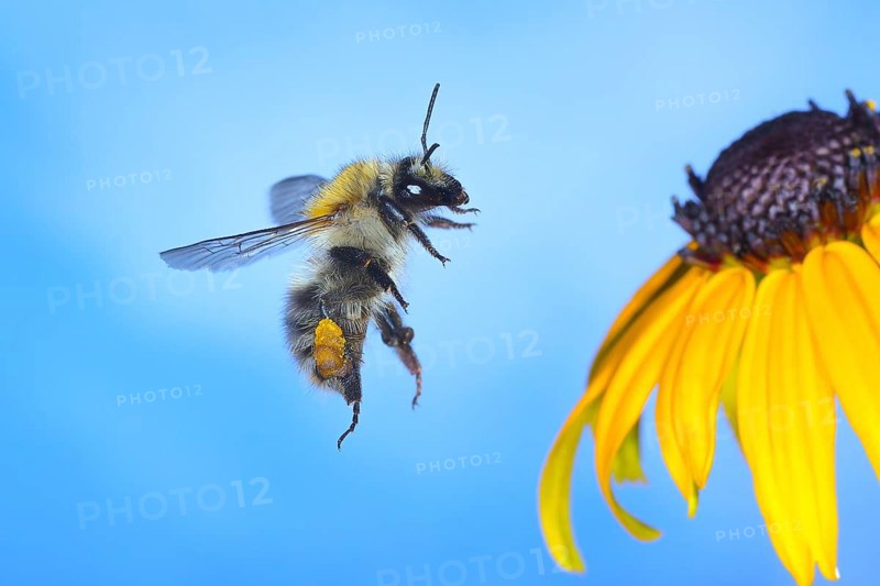Common carder-bee (Bombus pascuorum), in flight, highspeed nature photo, on yellow coneflower (Rudbeckia fulgida), wildlife, insects, bumblebees, Siegerland, North Rhine-Westphalia, Germany, Europe
