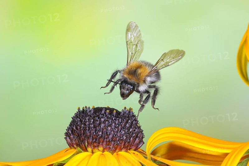 Common carder-bee (Bombus pascuorum), in flight, highspeed nature photo, above yellow coneflower (Rudbeckia fulgida), wildlife, insects, bumblebees, Siegerland, North Rhine-Westphalia, Germany, Europe