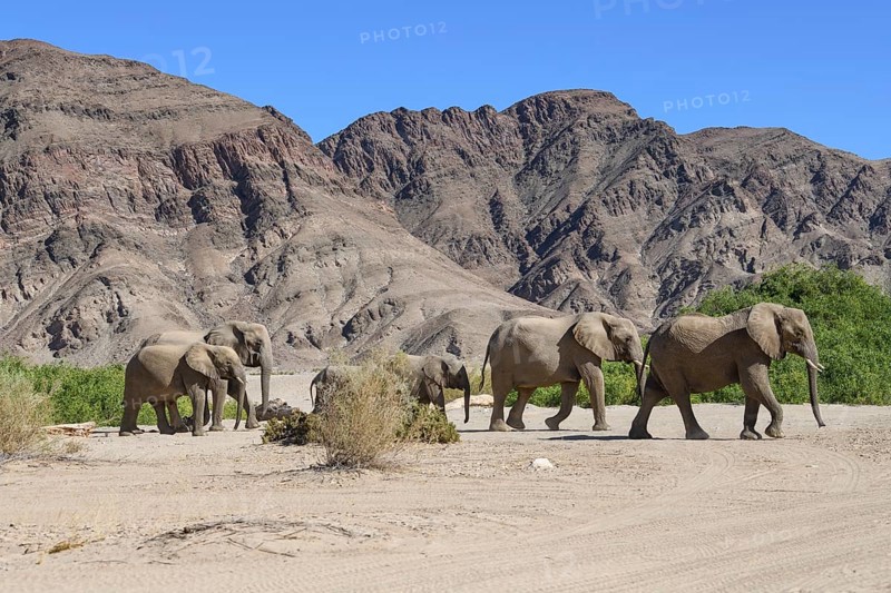 Desert elephants (Loxodonta africana) in the Hoanib dry river, Kaokoveld, Kunene region, Namibia, Africa
