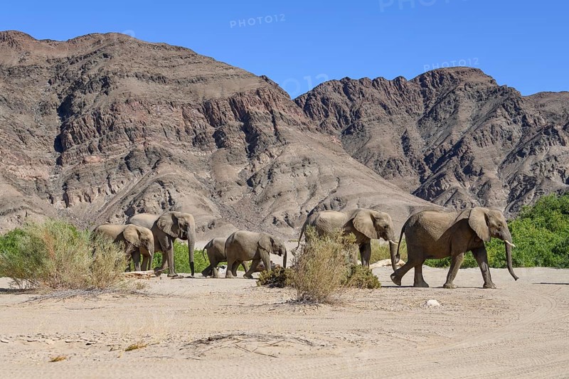 Desert elephants (Loxodonta africana) in the Hoanib dry river, Kaokoveld, Kunene region, Namibia, Africa