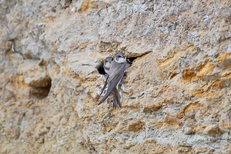 A sand martin (Riparia riparia) with a juvenile in a nest in a cliff, Poel Island, Mecklenburg-Western Pomerania, Germany, Europe