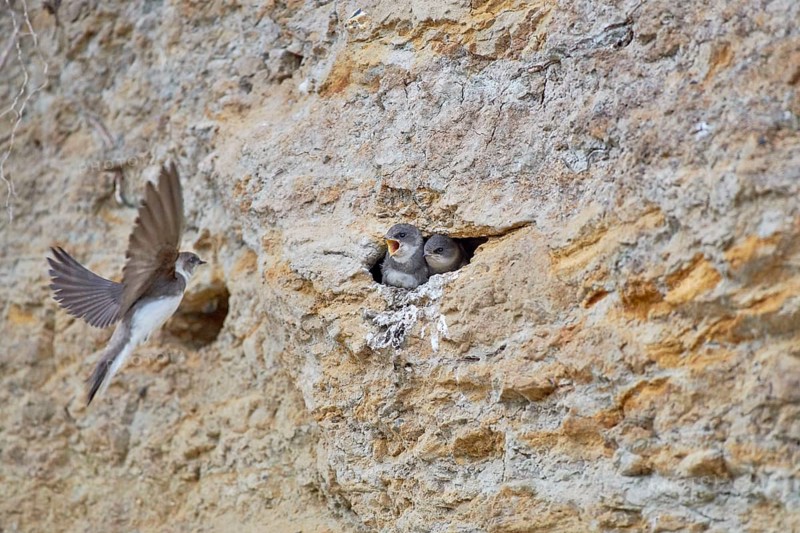 A sand martin (Riparia riparia) flies to a nest in a cliff while the young await it, Poel Island, Mecklenburg-Western Pomerania, Germany, Europe