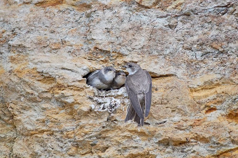 A sand martin (Riparia riparia) feeding two chicks in a nest on a cliff, Poel Island, Mecklenburg-Western Pomerania, Germany, Europe