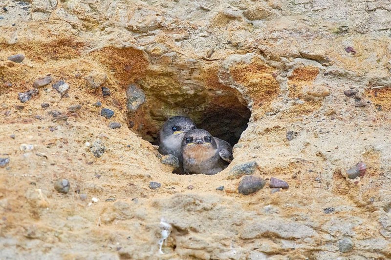 Two small sand martins (Riparia riparia) in a nest in a cave in the cliffs, Poel Island, Mecklenburg-Western Pomerania, Germany, Europe