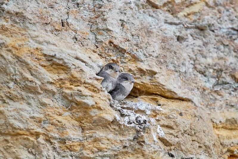 Two small sand martins (Riparia riparia) in a nest in a niche in the cliff, slightly turned to the side, Poel Island, Mecklenburg-Western Pomerania, Germany, Europe