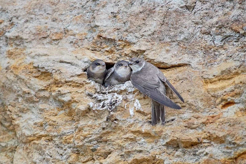 Three little sand martins (Riparia riparia) in a nest in a cliff, with mother, Poel Island, Mecklenburg-Western Pomerania, Germany, Europe