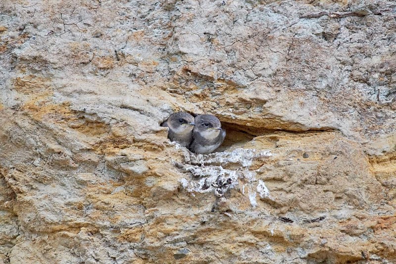 Two little sand martins (Riparia riparia) sitting close together in a nest on a cliff, Poel Island, Mecklenburg-Western Pomerania, Germany, Europe