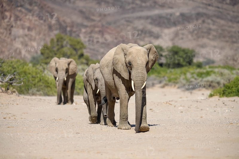 Desert elephants (Loxodonta africana) in the Hoanib dry river, Kaokoveld, Kunene region, Namibia, Africa