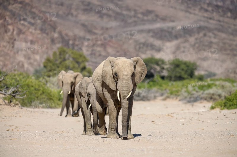 Desert elephants (Loxodonta africana) in the Hoanib dry river, Kaokoveld, Kunene region, Namibia, Africa