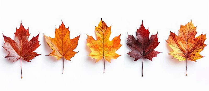 Five maple leaves transitioning from yellow to dark red arranged in a row on a white background, AI generated