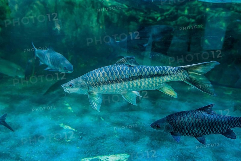 Putitor mahseer (Tor putitora) aka Himalayan mahseer, or golden mahseer, swimming in large fish tank