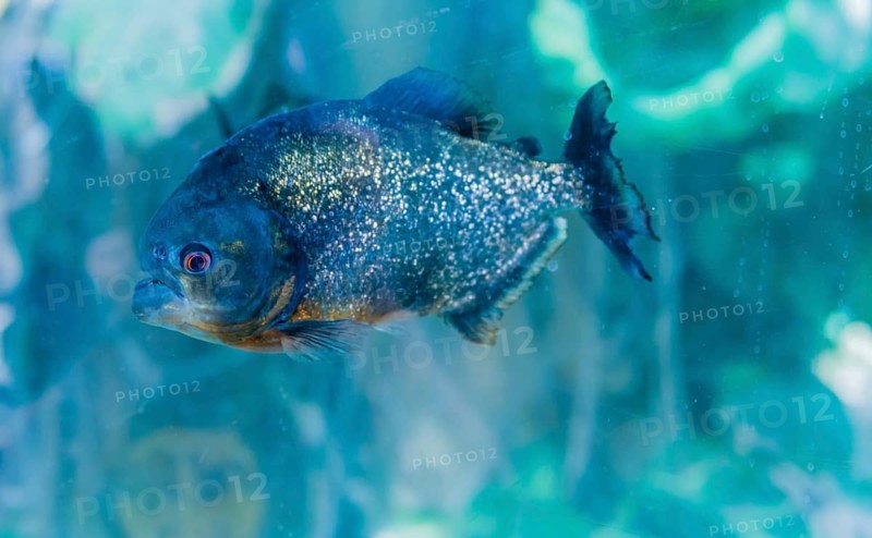 Closeup of one red-bellied piranha (Pygocentrus nattereri), swimming in large fish tank