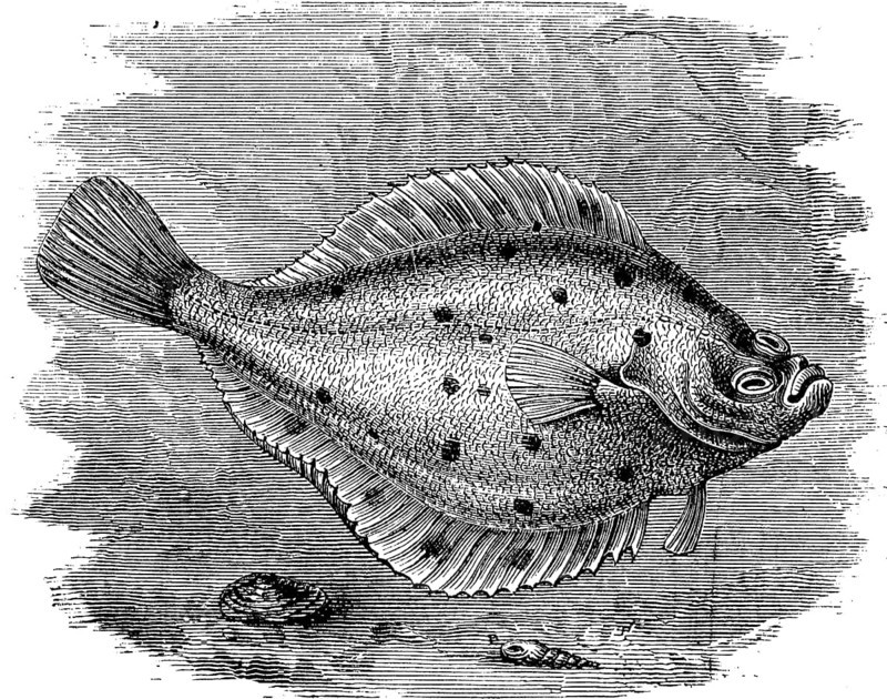 Flounder, Platichthys flesus, a flatfish from the coastal waters of Europe, illustration from 1880, historical, digital reproduction of an original from the 19th century