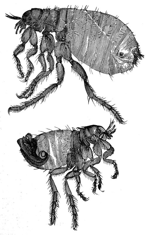 Human flea, female (top) and male (bottom), Pulex irritans, illustration from 1890, historical, digital reproduction of an original from the 19th century
