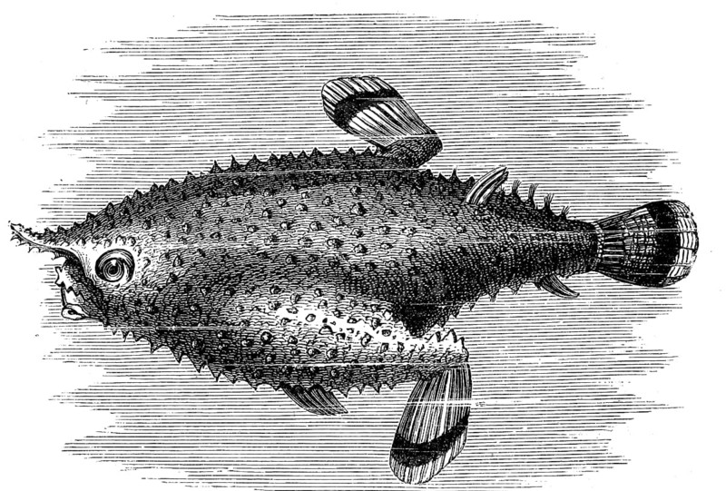 Pinniped batfish, Platax pinnatus, illustration from 1880, historical, digital reproduction of an original from the 19th century