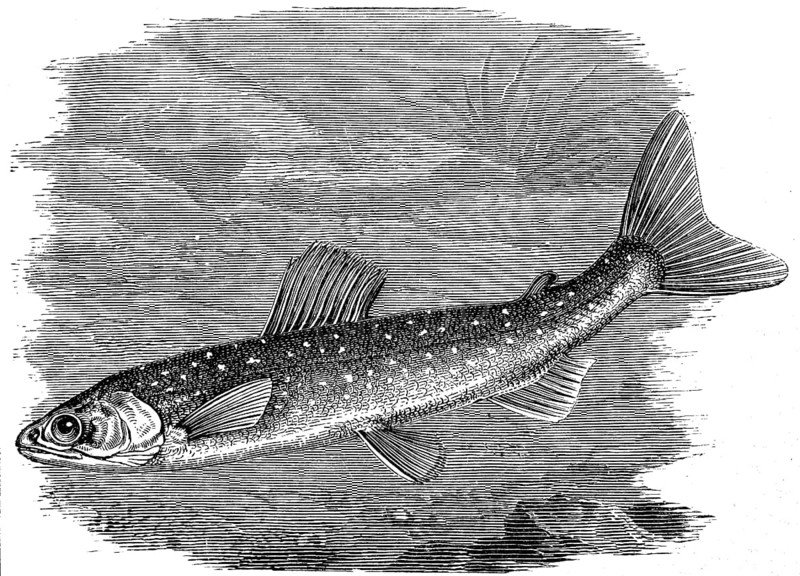 Salvelinus umbla, also known as Arctic char, is a species of char that is found in certain lakes in the Alpine region of Europe, Historical, digital reproduction of an original from the 19th century