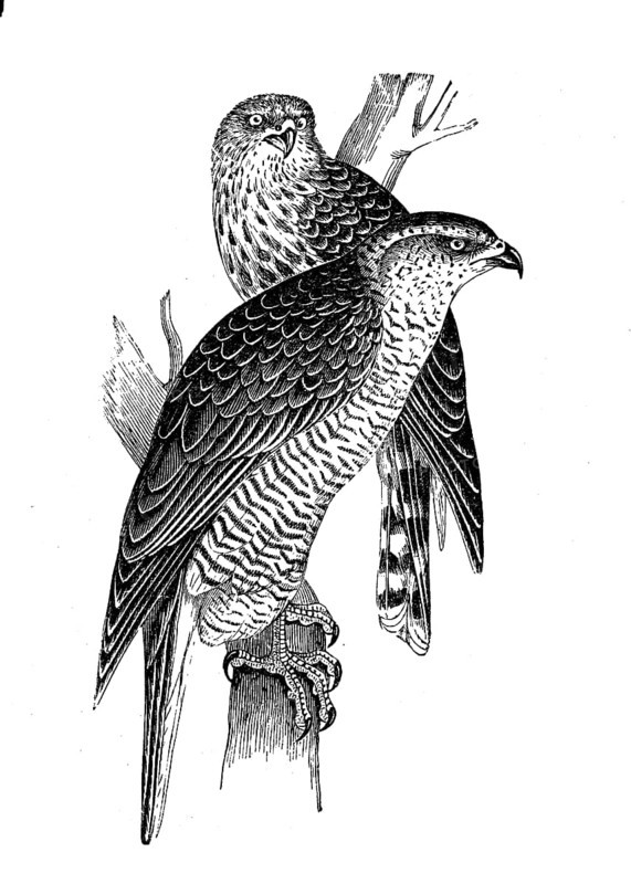 Goshawk, Accipiter gentilis, is a bird of prey belonging to the goshawk family, Accipitridae, Historical, digital reproduction of an original from the 19th century
