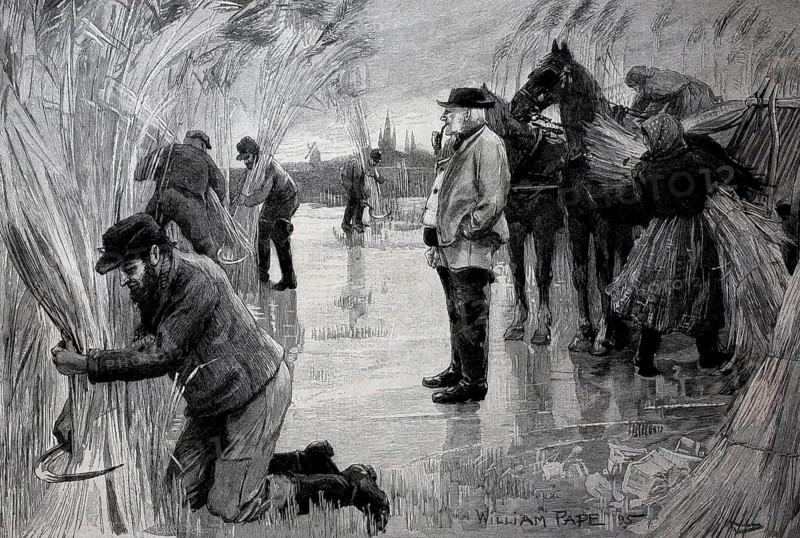 Farmers harvesting reeds on the frozen Havel, near Wittenberge in Germany, in 1895, Historical, digital reproduction of an original from the 19th century