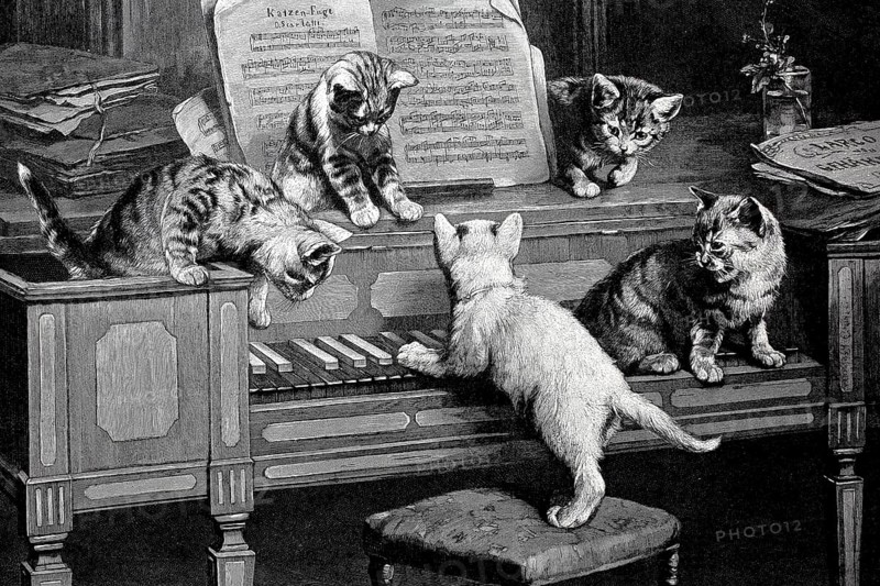 Cat fugue, five young cats playing on the piano, after a painting by C. Reichert, illustration from 1895, Germany, Historical, digital reproduction of an original from the 19th century, Europe
