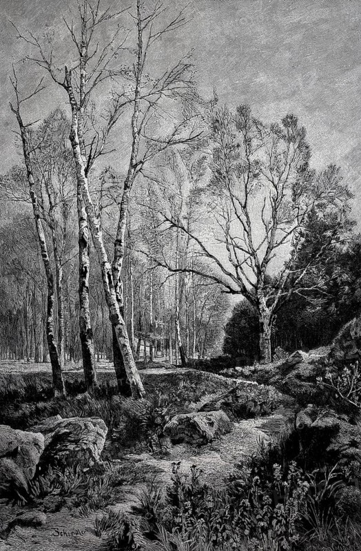 Birch forest, young birch trees in early spring, Germany, in 1880, Historical, digital reproduction of an original from the 19th century, Europe
