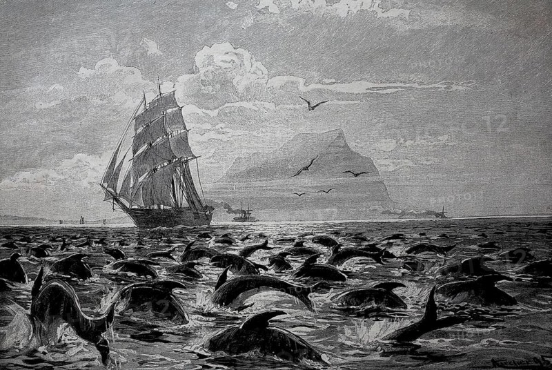 In the Strait of Gibraltar a sailing ship sails through a large group of dolphins, historical, digital reproduction of an original from the 19th century