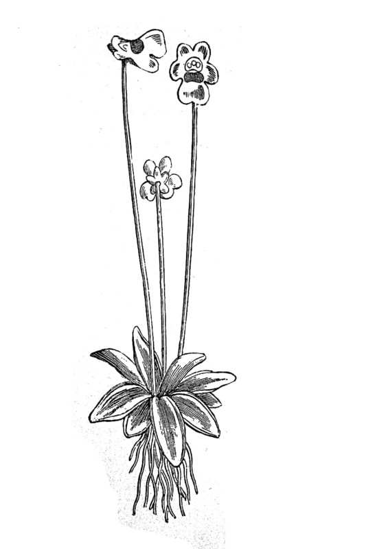 Pinguicula alpina, Alpine butterwort, illustration from 1890, historical, digital reproduction of an original from the 19th century