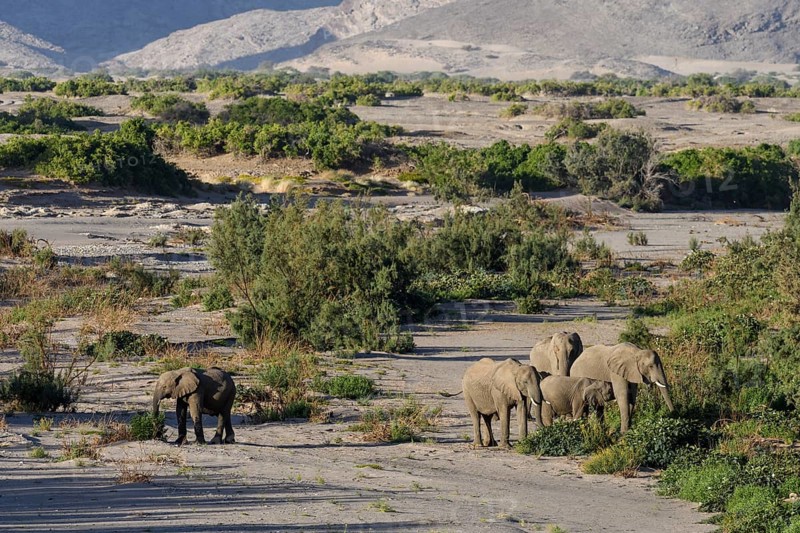 Desert elephants (Loxodonta africana) in the Hoanib dry river, Kaokoveld, Kunene region, Namibia, Africa