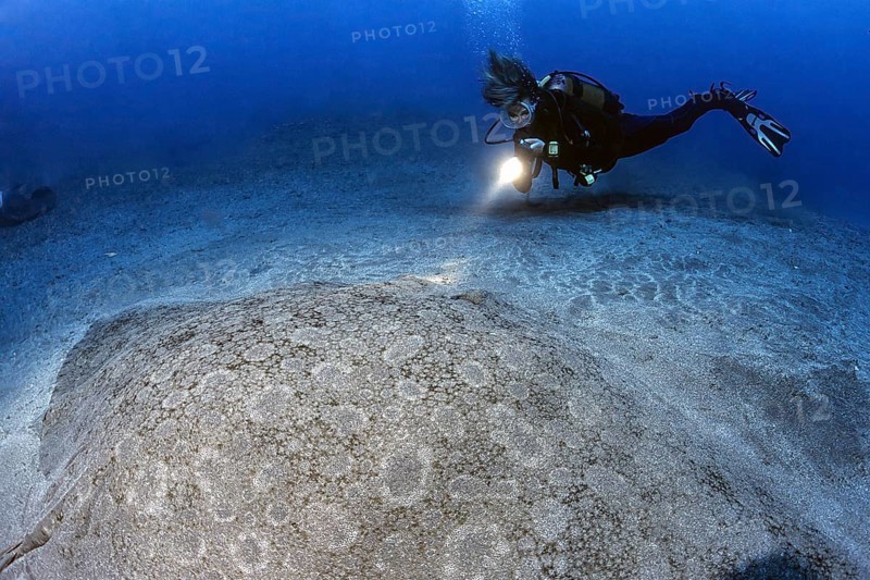 Diver diver looking at swims in front of illuminated large butterfly ray (Gymnura altavela) giant butterfly ray giant butterfly ray lies on sandy seabed seabed in sand, Atlantic Ocean, East Atlantic Ocean, Canary Islands, Spain, Europe