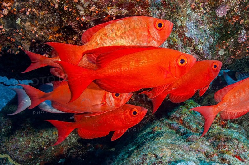Shoal Common common bigeye (Priacanthus hamrur) Shoal of fish in red colour swims densely packed in coral reef, Pacific, Indo-Pacific, Indian Ocean, Red Sea