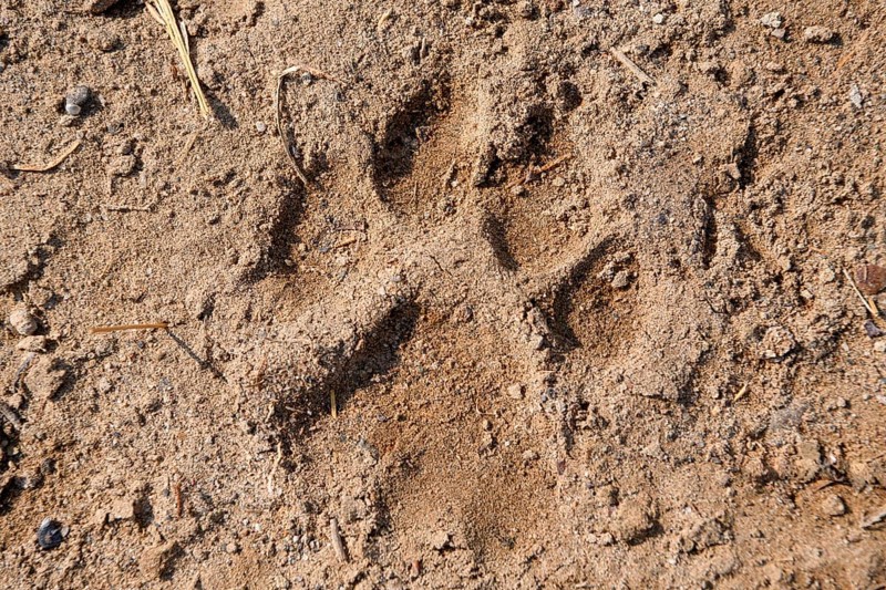 Lion track (Panthera leo) in the Hoanib dry river, female animal, Kaokoveld, Kunene region, Namibia, Africa