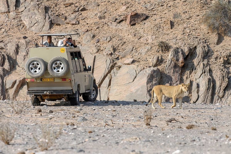 Tourists observing desert lioness (Panthera leo) in the Hoanib dry river, female animal, Kaokoveld, Kunene region, Namibia, Africa